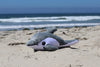 Entspannung | Shore Buddy Finn der Delfin